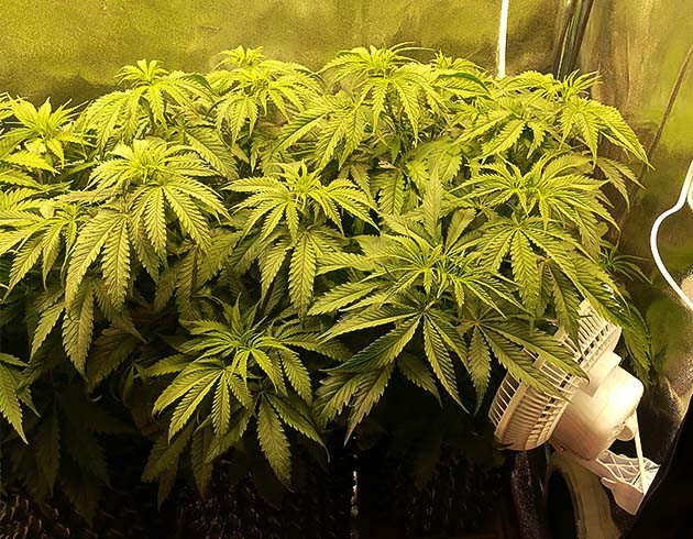 Здоровые зеленые кусты конопли