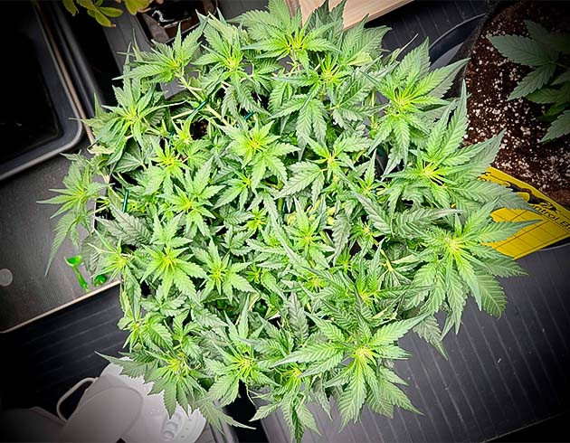 Куст Cherry Cola Auto от FastBuds на 6 неделе