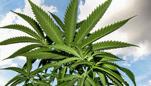 Выращивание в аутдоре