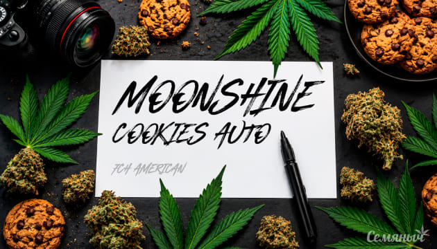 Выращивание сорта марихуаны Moonshine Cookies Auto от сидбанка 7CH American Гроурепорт сорта Moonshine Cookies Auto от 7CH American