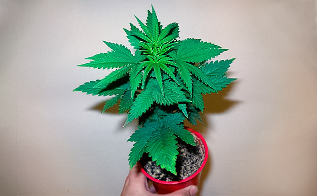 Куст на стадии веги в пластиковом стакане