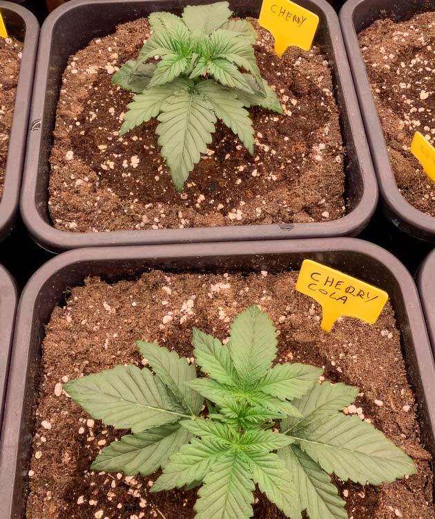 Стабильный рост марихуаны Растишки Cherry Cola Auto от FastBuds на 2 неделе