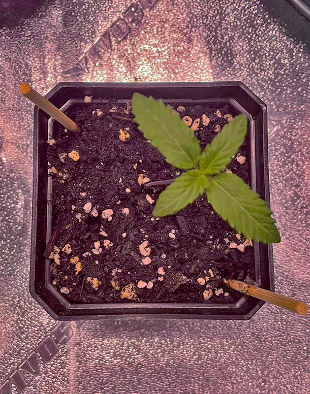 Развитие растишки Росток White Wedding RBX от сидбанка Ethos Genetics