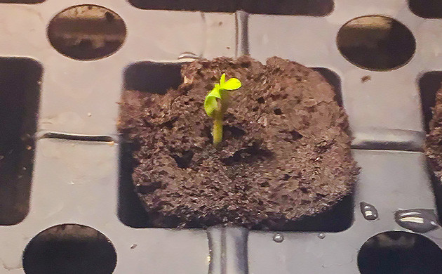 Росток в органическом кубе