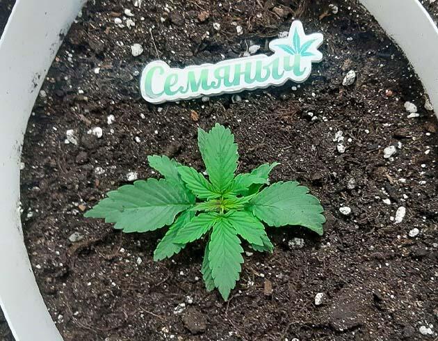 Полив марихуаны Росток Gorilla Cookies Auto от FastBuds на 2 неделе