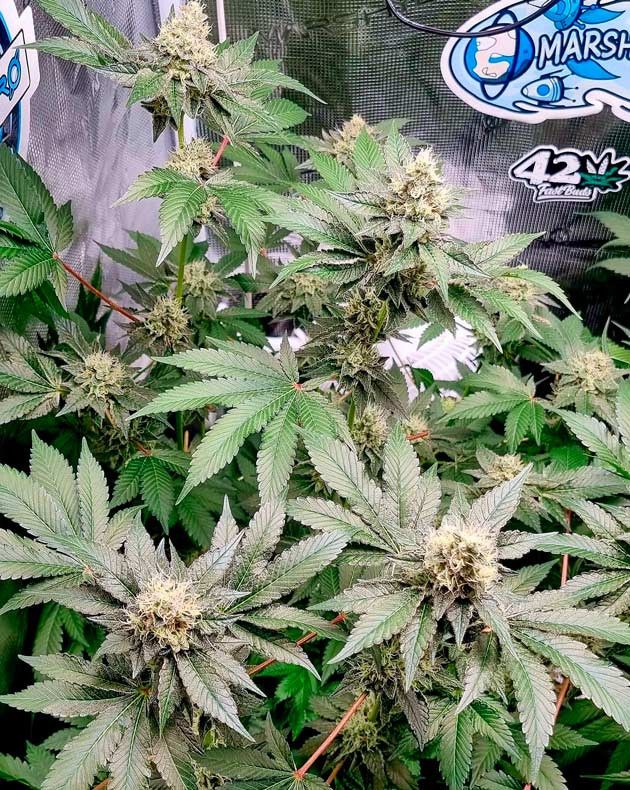 8 неделя роста конопли Трихомы на шишках конопли