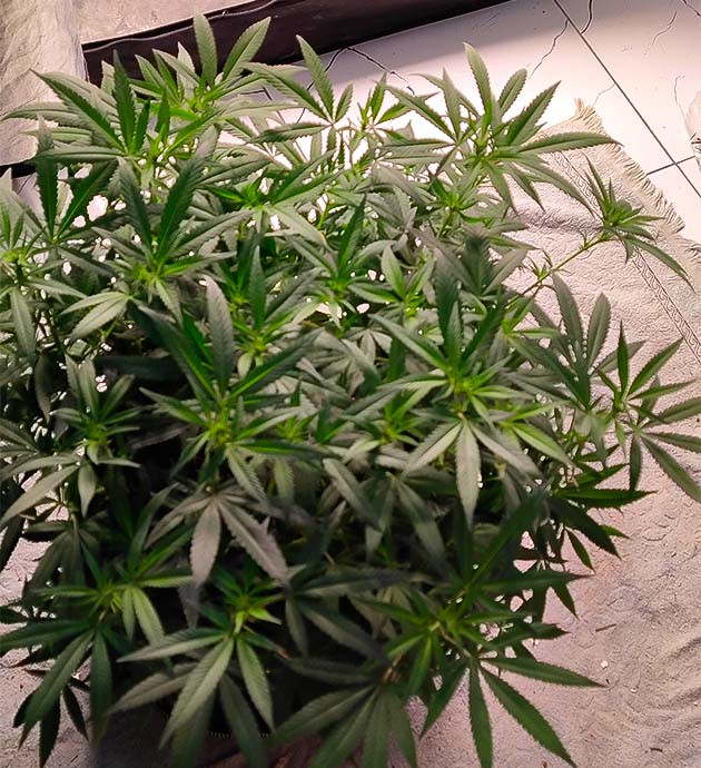 Куст Gorilla Cookies FF ростом 100 см