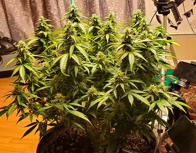 Полив конопли питательными веществами Цветущий куст конопли