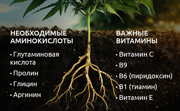 Роль аминокислот в росте конопли