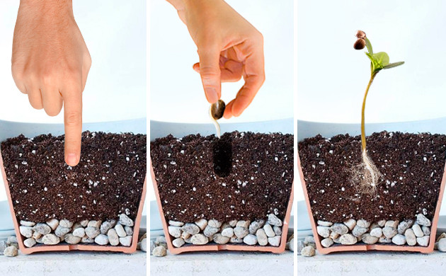 Этапы пересадки ростка в грунт Посадка ростка в горшок с грунтом