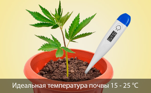 Почему возникает нехватка калия у конопли