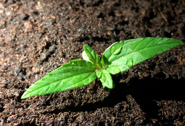 Первая пара листьев Pineapple Express Auto