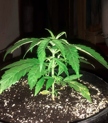 7 недельный куст Pineapple Express Auto в горшке