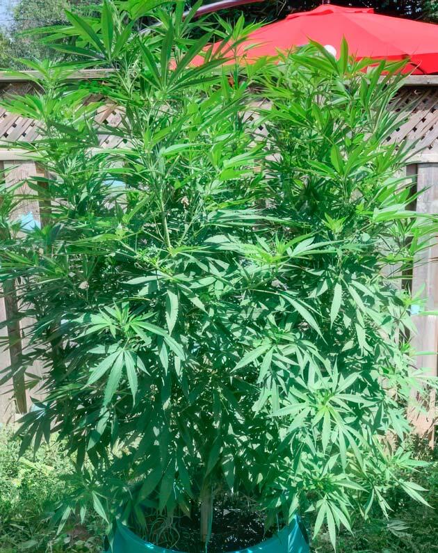 Куст Jack Herer на фазе цветения
