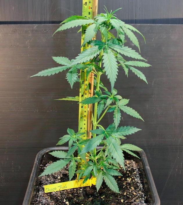 Куст ростом 40 сантиметров 3 неделя сорта Choco Thai Auto от Herbies Seeds