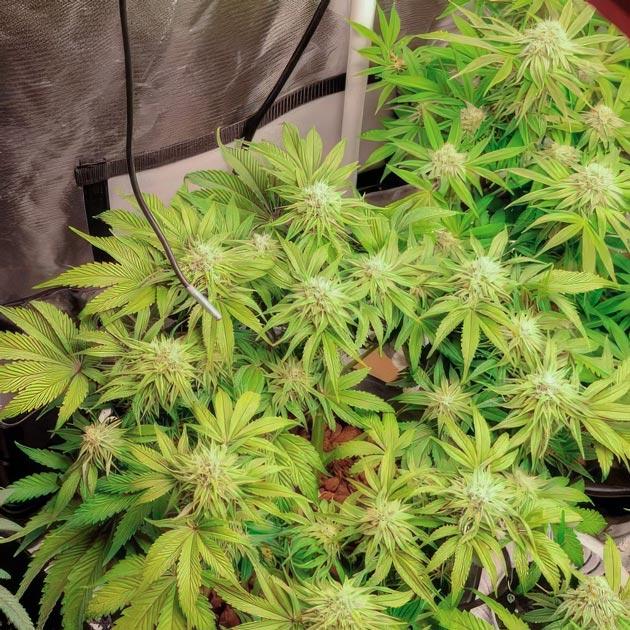 Переломный этап цветения Ghost Train Haze Конопля на 9 неделе выращивания