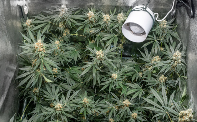 Созревший куст Delicious Candy Early Version fem