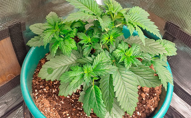 выращивание сорта конопли Blueberry OG Стимуляция роста куста Blueberry OG