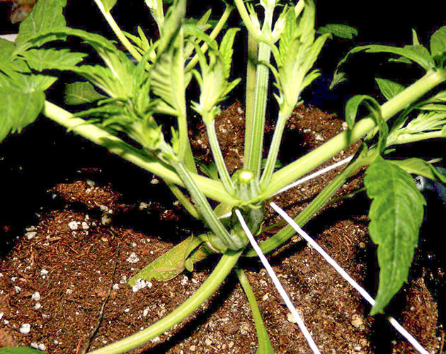 Топпинг на 4 неделе выращивания Конопля после топпинга