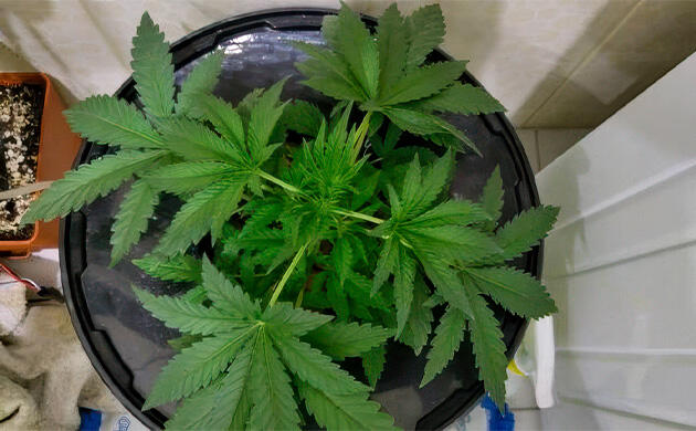 Каннабис на 4 неделе роста