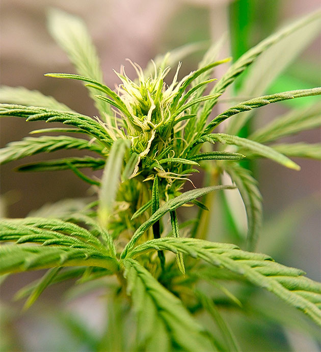 Куст Florida Sunrise Auto на 9 неделе цветения