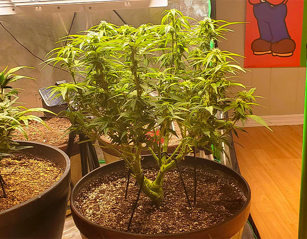 Глобальная дефолиация листьев конопли Куст высотой 40 см