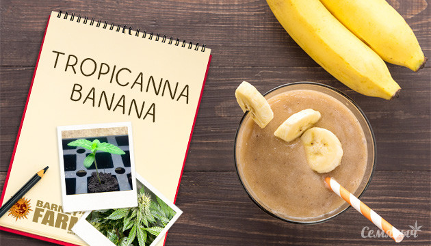 Гроурепорт сорта Tropicanna Banana