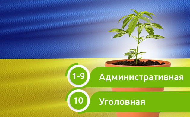 Законы о выращивании каннабиса в Украине Число кустов предусматривающих наказание в Украине