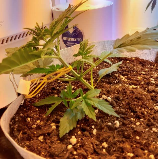 Подтягивание в сторону будущего подгиба Растишка Zkittlez Auto на стадии вегетации