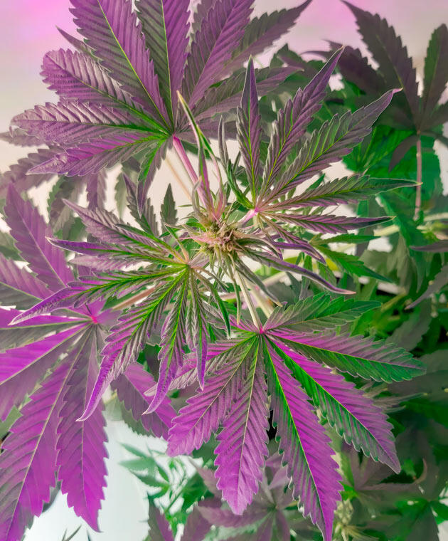 Первые признаки предцвета Предцвет Zkittlez Auto