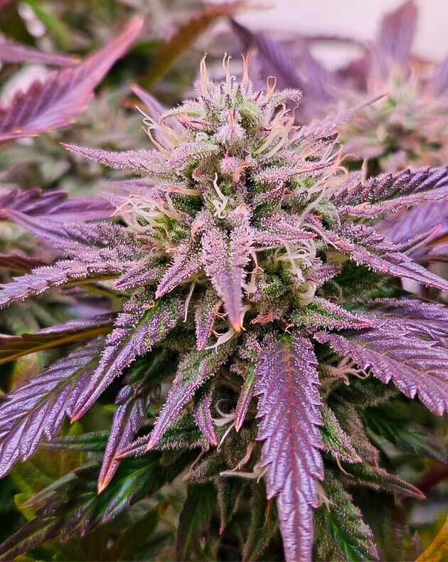 Сильный аромат конопли Куст Lemon Cherry Gelato Auto R3 от Ethos Genetics на 10 неделе