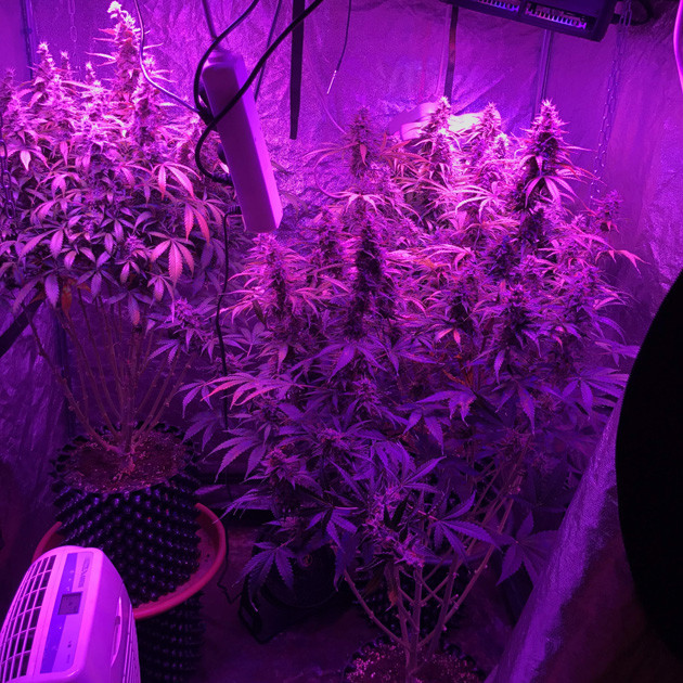 Сбор урожая шишек Auto White Widow fem