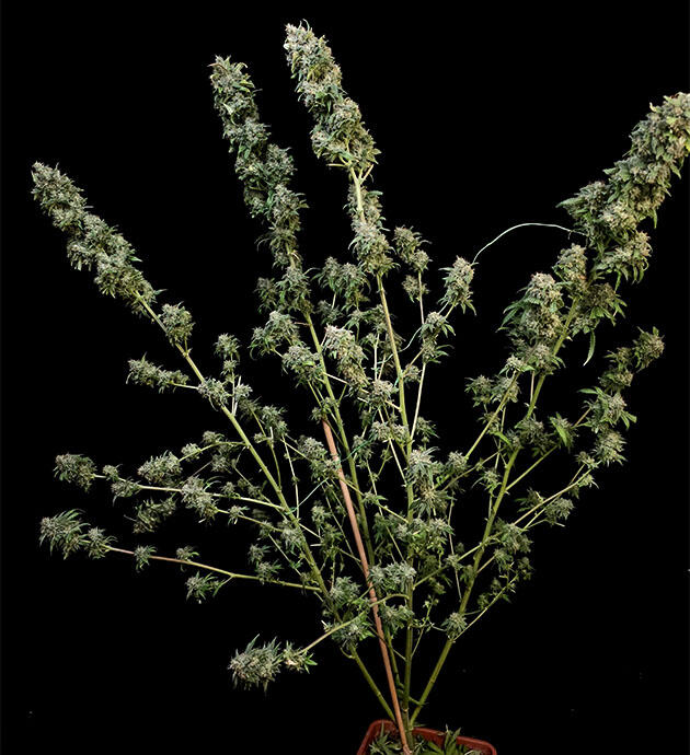 Сахарные шишки конопли и финальная дефолиация 13 неделя Tropicana Cookies FF от FastBuds