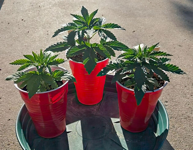 Кусты конопли с короткими междоузлиями