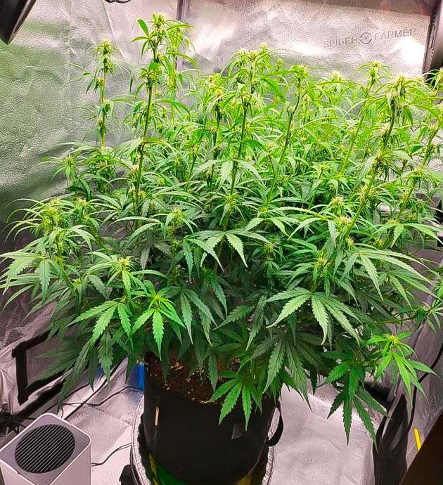 Начало цветения и дефолиация Куст Forbidden Runtz Auto на 5 неделе выращивания