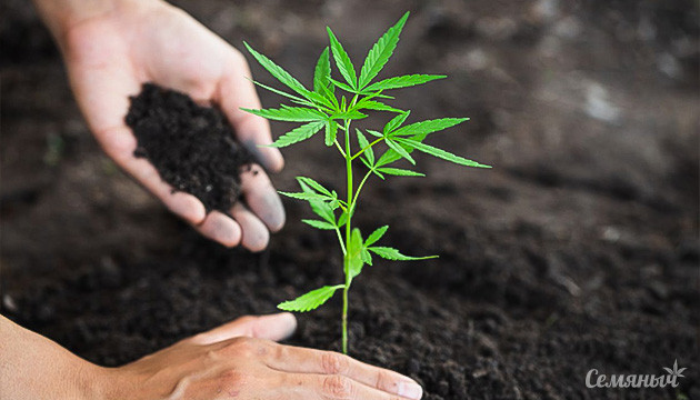 Домашние органические удобрения для конопли