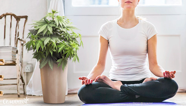Марихуана и медитация
