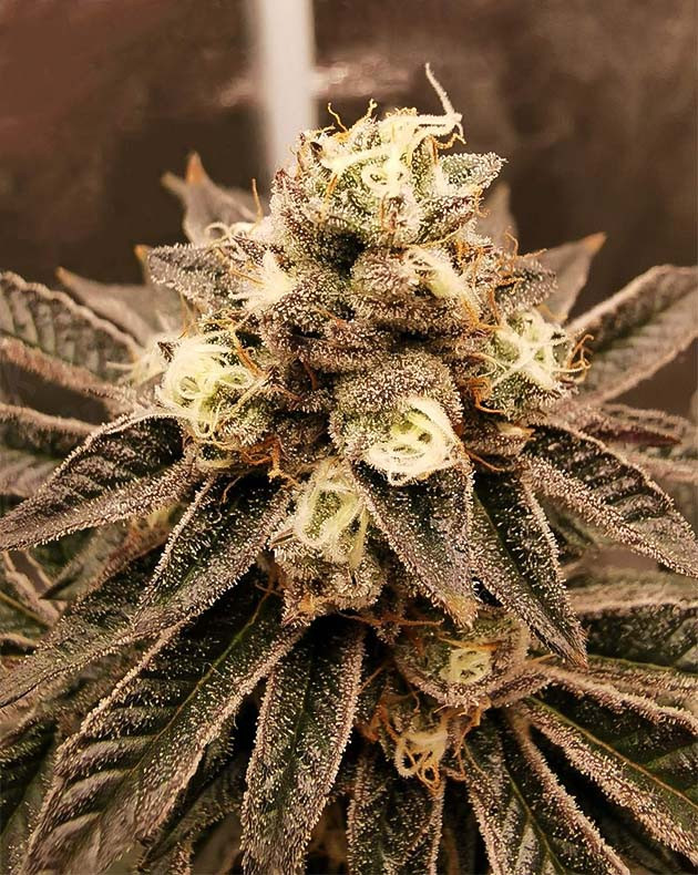 Соцветие зелено-фиолетового цвета