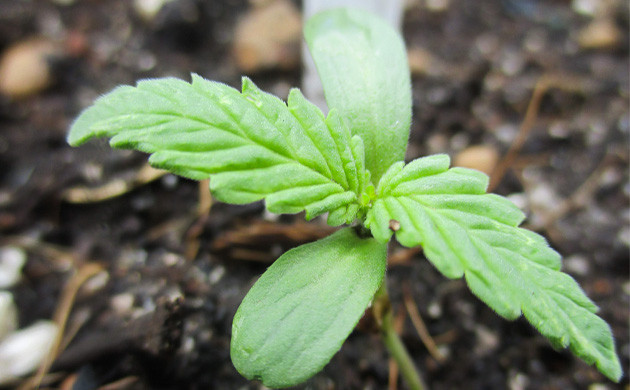 Росток с двумя парами листьев