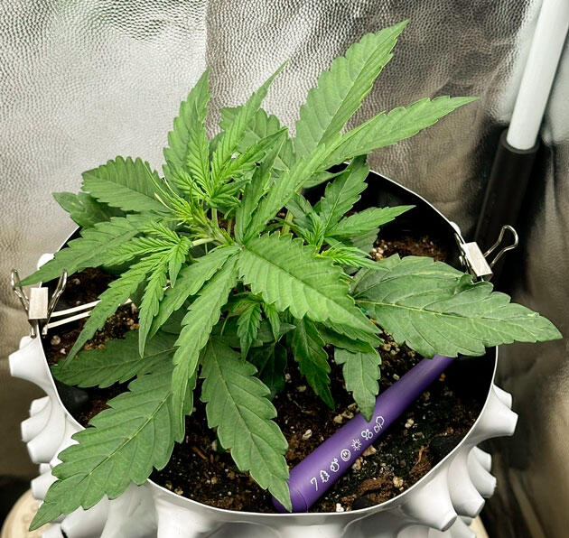 Растишка Auto Critical Lemon CBD на 2 неделе выращивания
