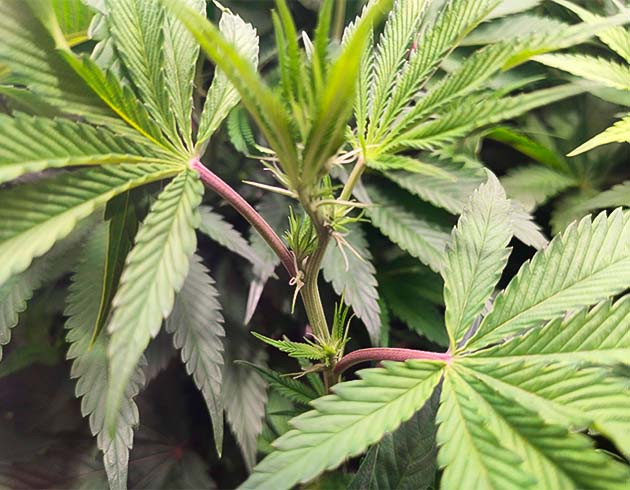 8 неделя выращивания конопли