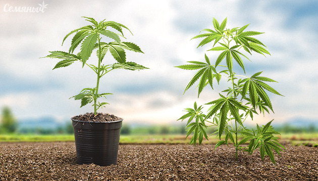 Куст в горшке и на грядке