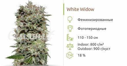 Сорт марихуаны White Widow White Widow от сидбанка Семяныч