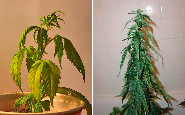 Как обнаружить дефицит влаги Недостаток влаги