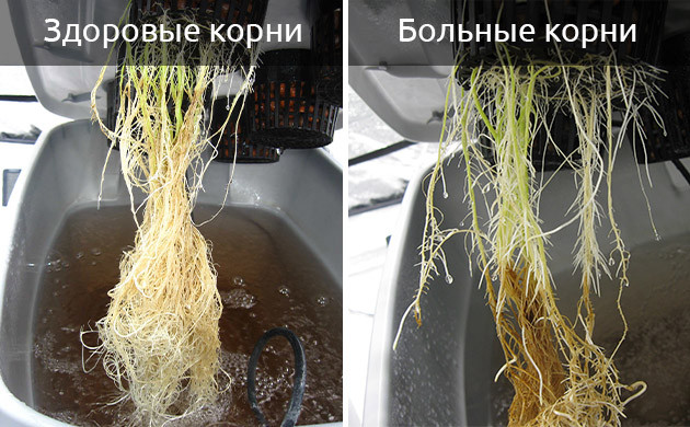 Симптомы болезней корневой системы Симптомы болезней корневой системы