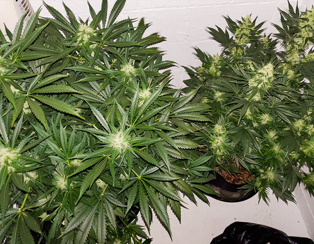 Набор массы шишек на 10 неделе Формирование бутонов каннабиса