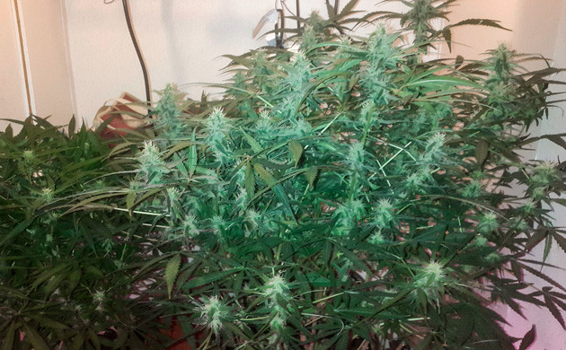 Цветущие кусты