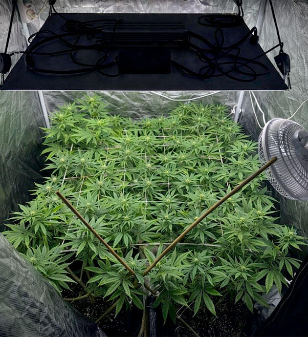 Конопля под ScrOG с пожелтением листьев в цвете