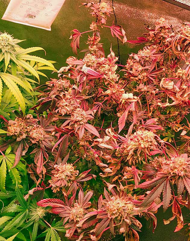 Куст RS11 от 7CH American на 13-14 неделе