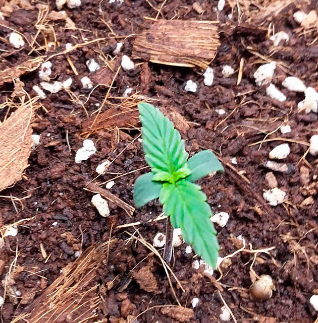 Саженец марихуаны после пересадки